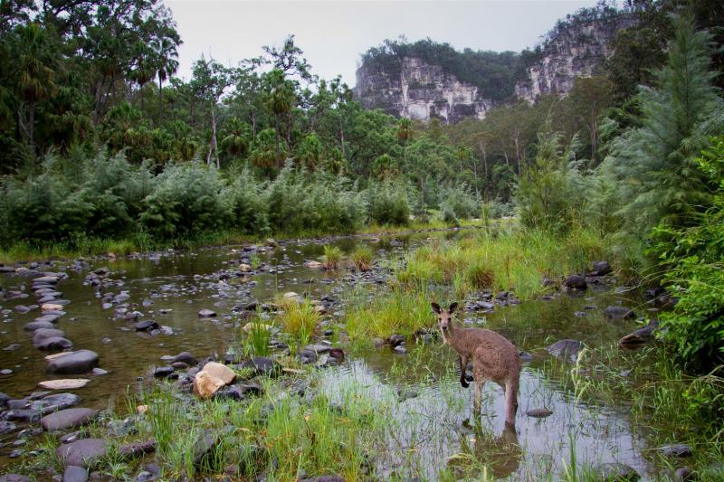 An Eastern Grey Kangaroo enjoys the creek-side cool