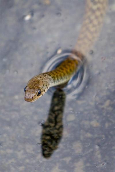 Freshwater (Keelback) Snake seeks tadpoles or frogs for a meal.