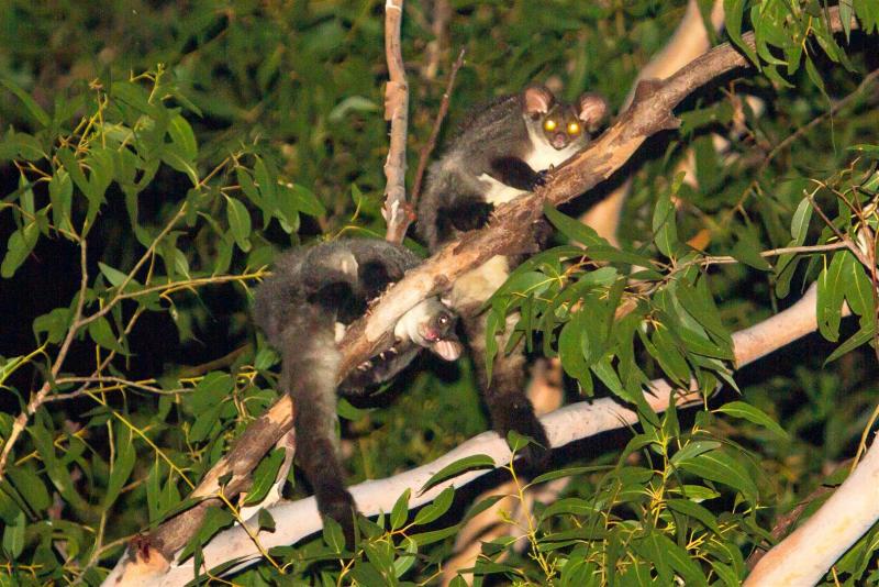 Yellow-bellied Gliders
