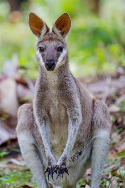 Pretty-face (Whiptail) Wallaby