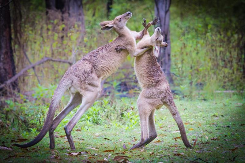 Grey Kangaroos wrestling