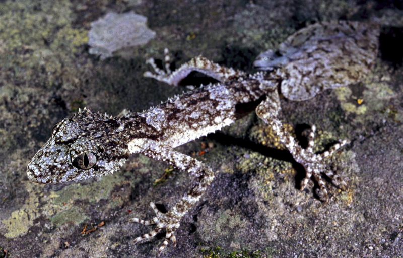 Carnarvon Leaf-tailed Gecko (Saltuarius salebrosus)