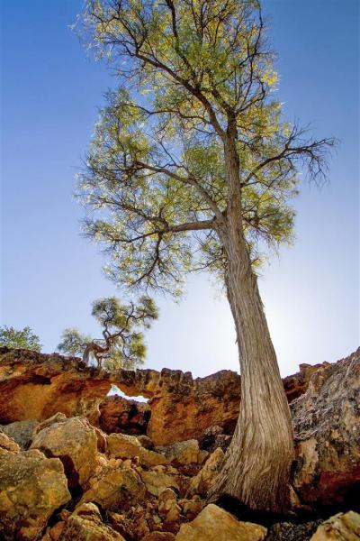 Gidgee (Acacia cambagei). Currawinya National Park.