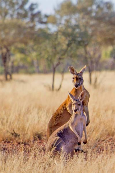 Male and female Red Kangaroos, Currawinya National Park.