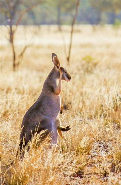 Female Red Kangaroo, Currawinya National Park.