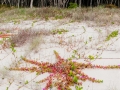 Vegetation stabilising coastal dune habitat - Flinders Beach.