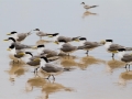 Crested Terns, Main Beach