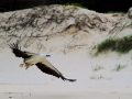 White-bellied Sea Eagle, Main Beach