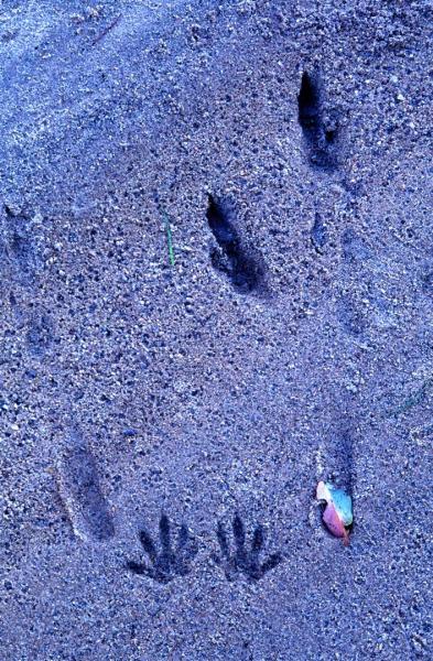 Maranoa River, wallaby tracks.