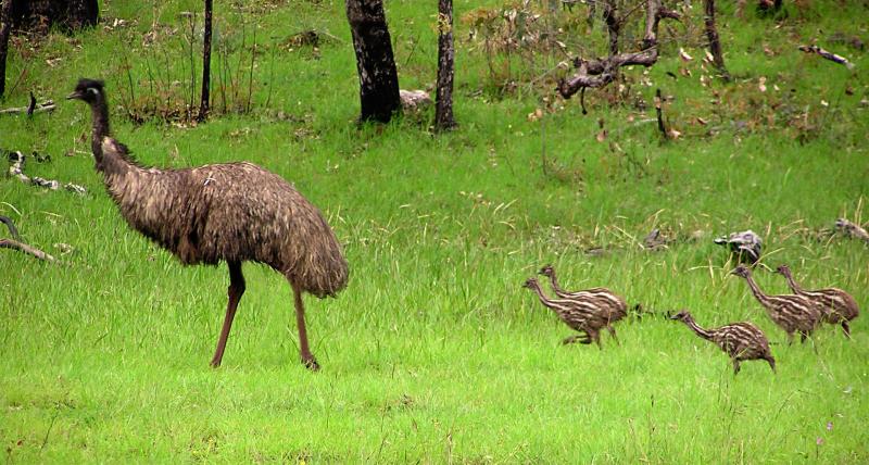 Male emu with young.