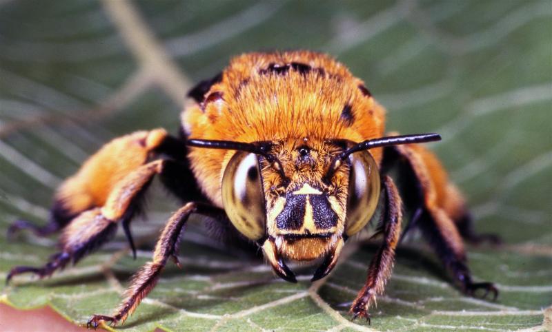 Blue-banded Bee (Amegilla sp.), Lota.