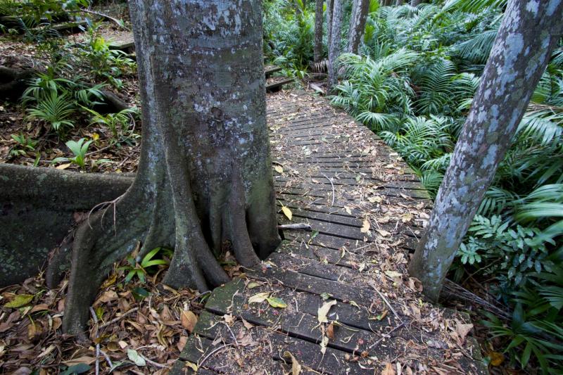 A small circuit walk allows visitors to immerse themselves in the rainforest.