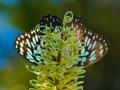 Blue Tigers Tirumala hamata on Ivory Curl Flower during week of butterfly movement.