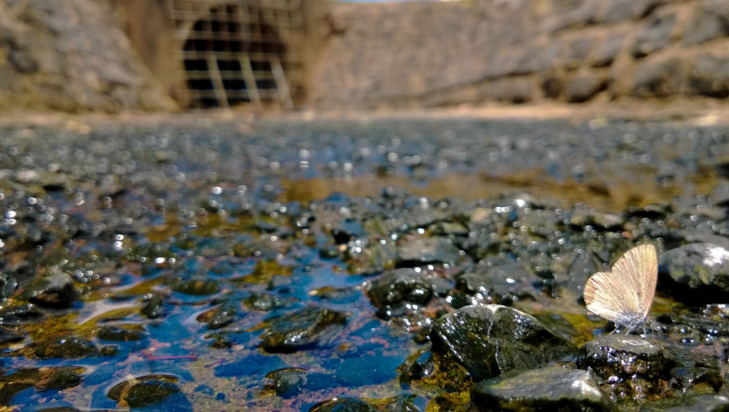 Common Grass Blue drinking in a local drain, Toowoomba.