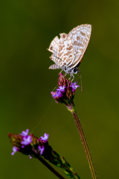 Plumbago Blue (<i>Leptotes plinius</i>), Crows Nest National Park.