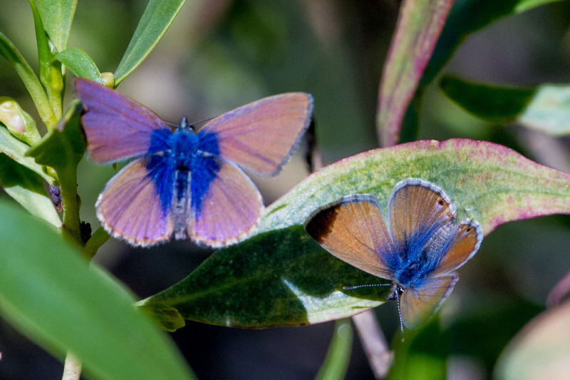 Blues (unidentified species), Lake Wyara, Currawinya National Park.