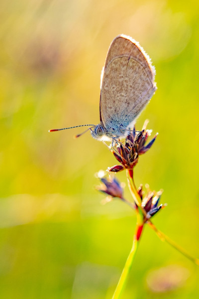 Common Grass Blue, Girraween National Park.