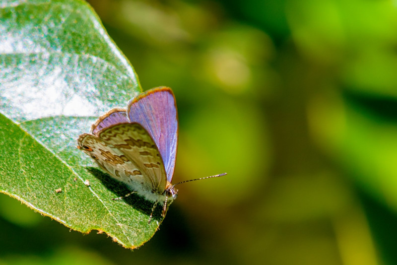 Unidentified blue, Hartmans Bush Reserve, Toowoomba.