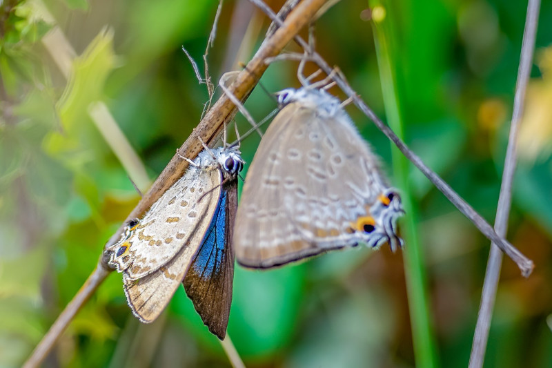 Daemel's Hairstreak (<i>Jalmenus daemeli</i>). Highwoods, Jimbour.