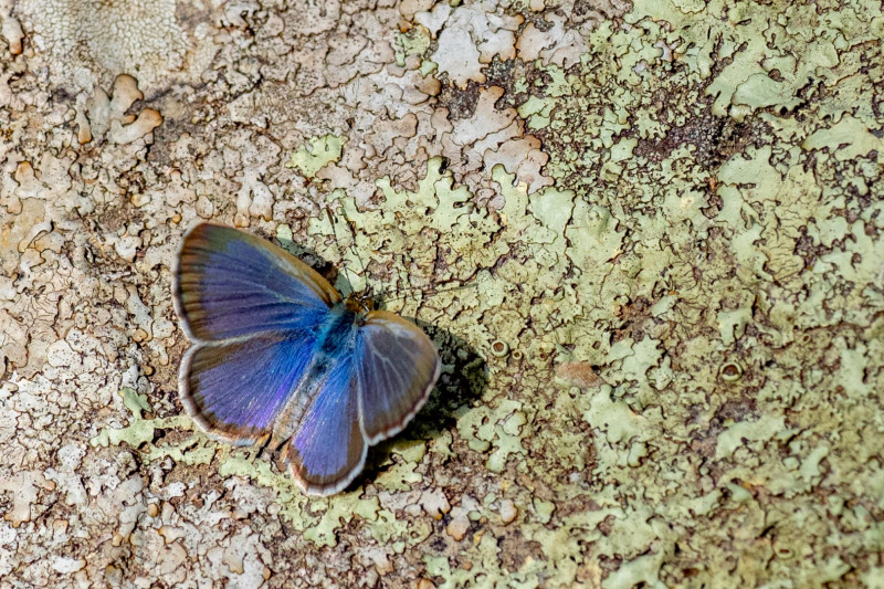 Unidentified blue, Sundown National Park.