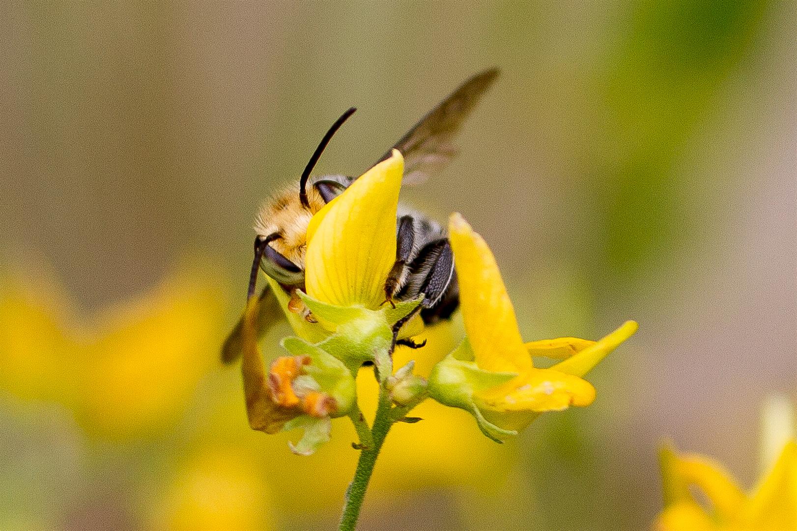 Native bee seeks nectar