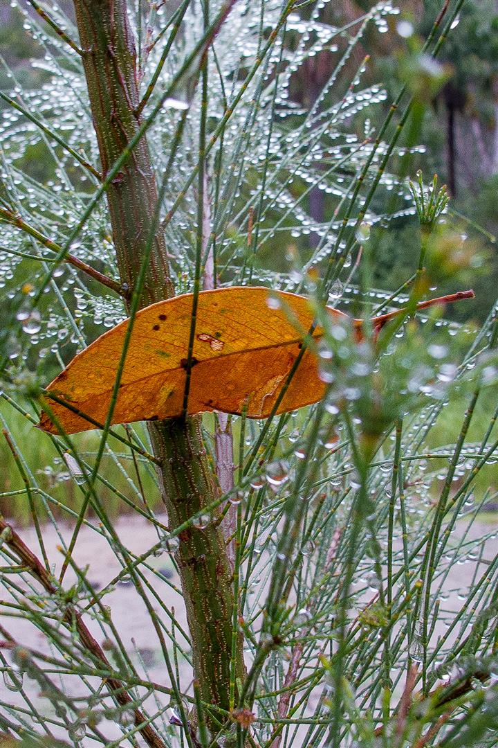 Creekside casuarinas catch rain drops and leaves.