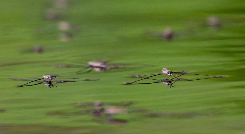 Water skimmers on the creek