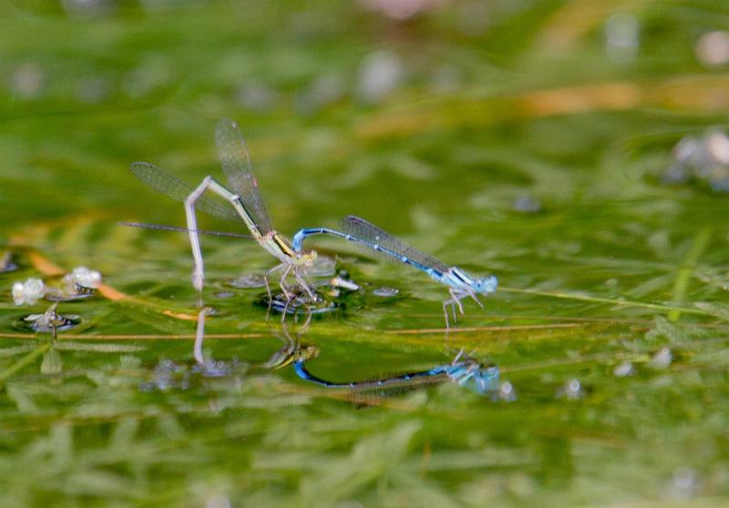 Common Bluetails (damselflies)