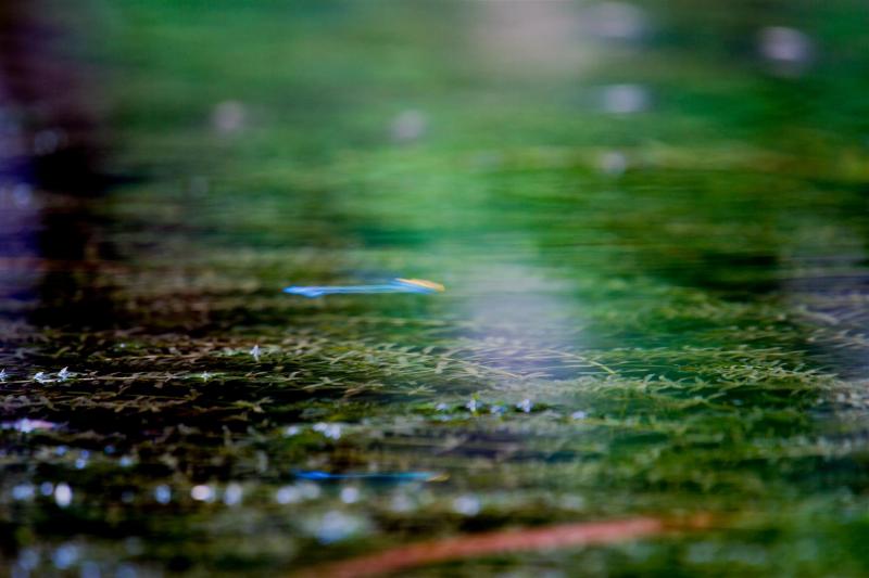 Gold-fronted Riverdamsel