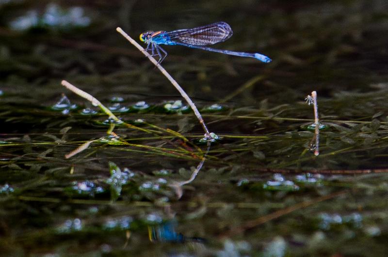 Gold-fronted Riverdamsel