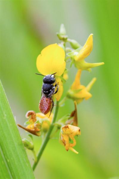 Native Bee