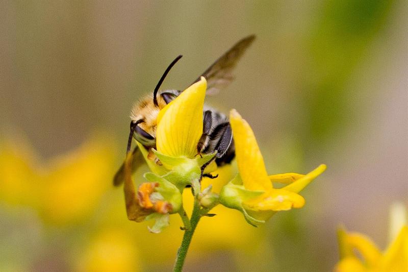 Native bee seeks nectar