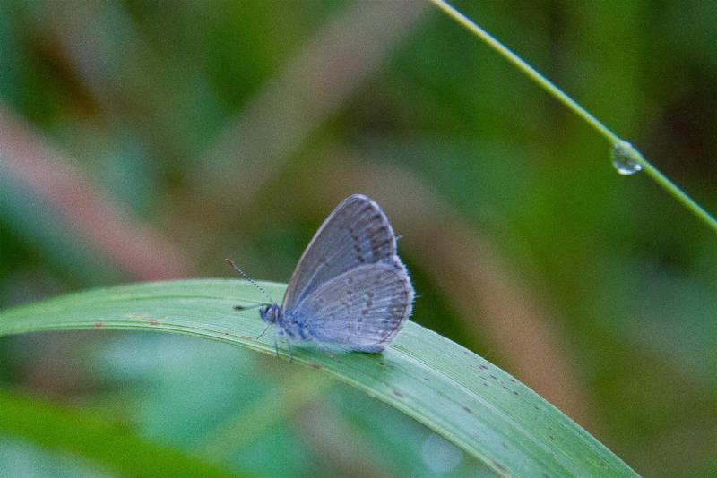 Blue butterfly