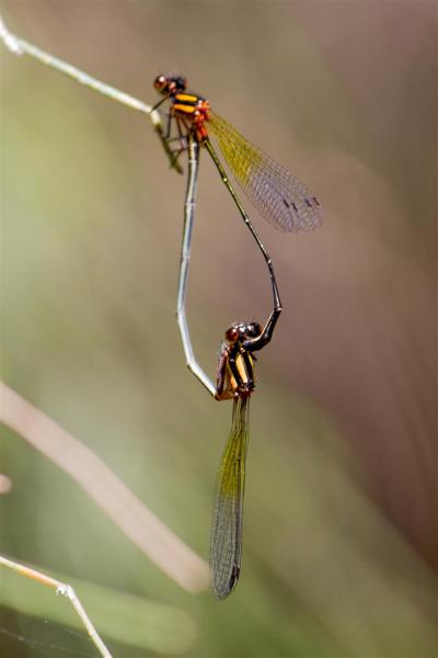 Orange Threadtails (damselflies)