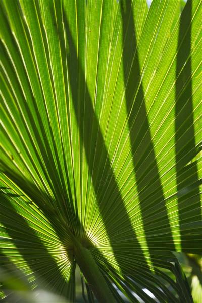 Carnarvon Fan-palms