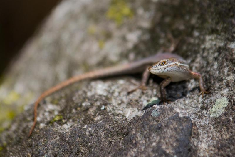 Rainbow Skink (Carlia sp.)