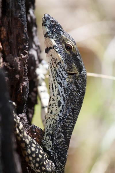 Lace Monitor