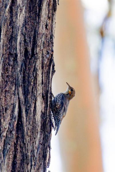 White-throated Treecreeper