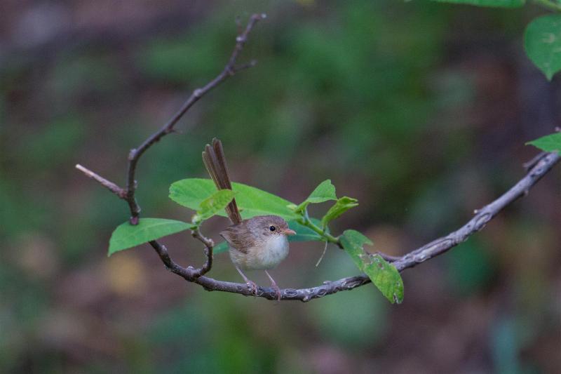 Fairy Wren on sandpaper fig