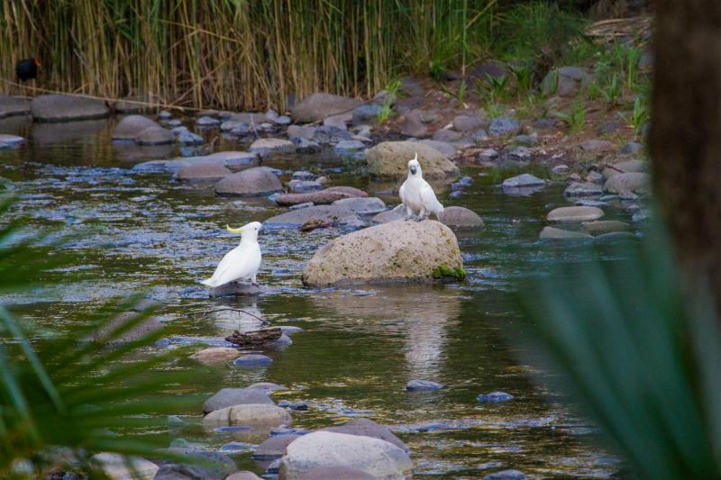 Sulphur-crested Cockatoos bathe and drink warily.