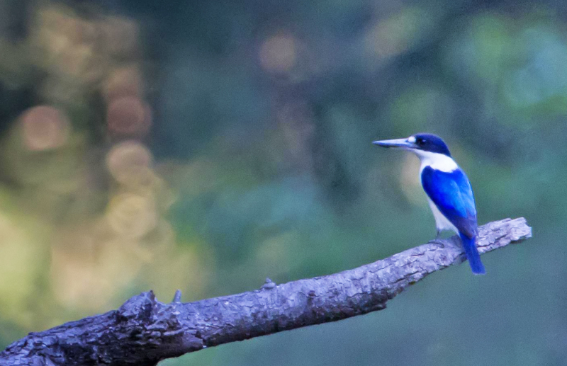 Forest Kingfisher