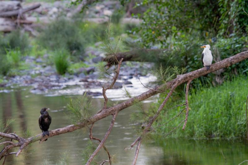 Two species of cormorant check each other out.