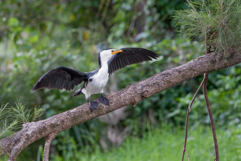 Pied Cormorant