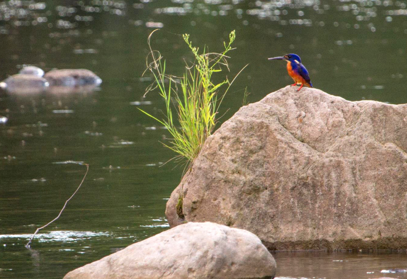 Azure Kingfisher