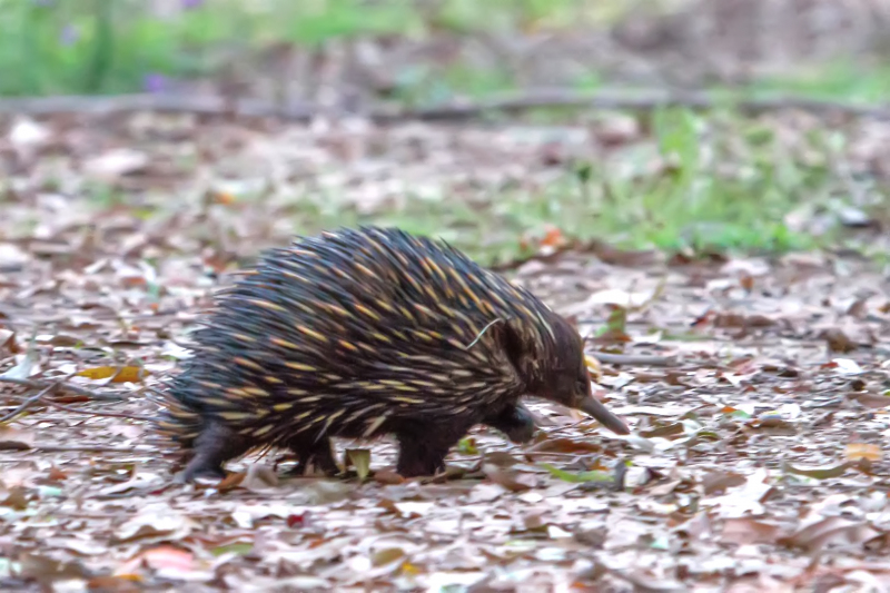 An echidna strolls past