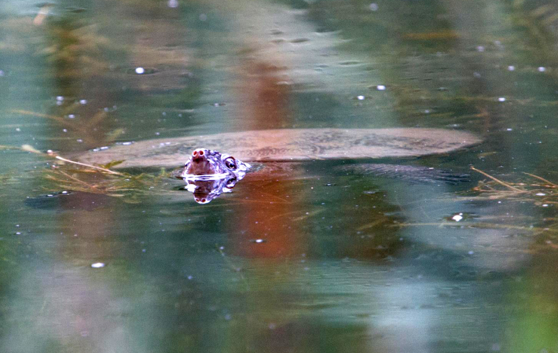 A turtle checks me out