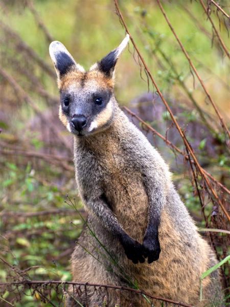 Swamp Wallaby