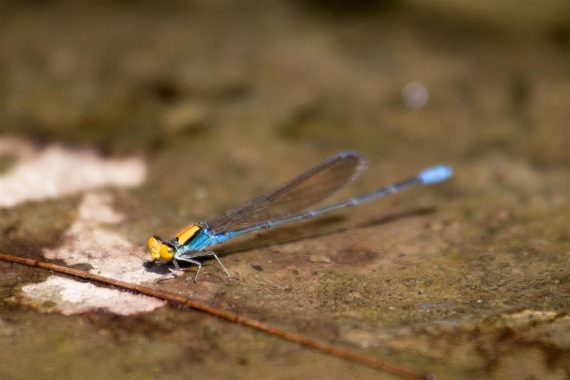 Gold-fronted River Damsel