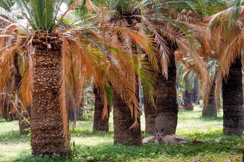 Grey Kangaroos and cycads