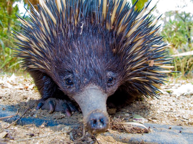 Echidna